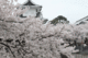 20120417_hanami1